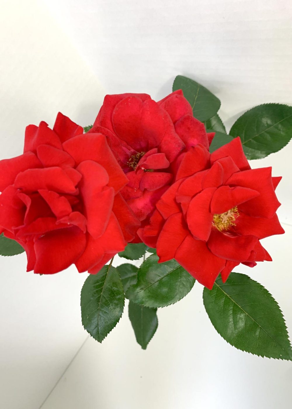 Crimson Bouquet