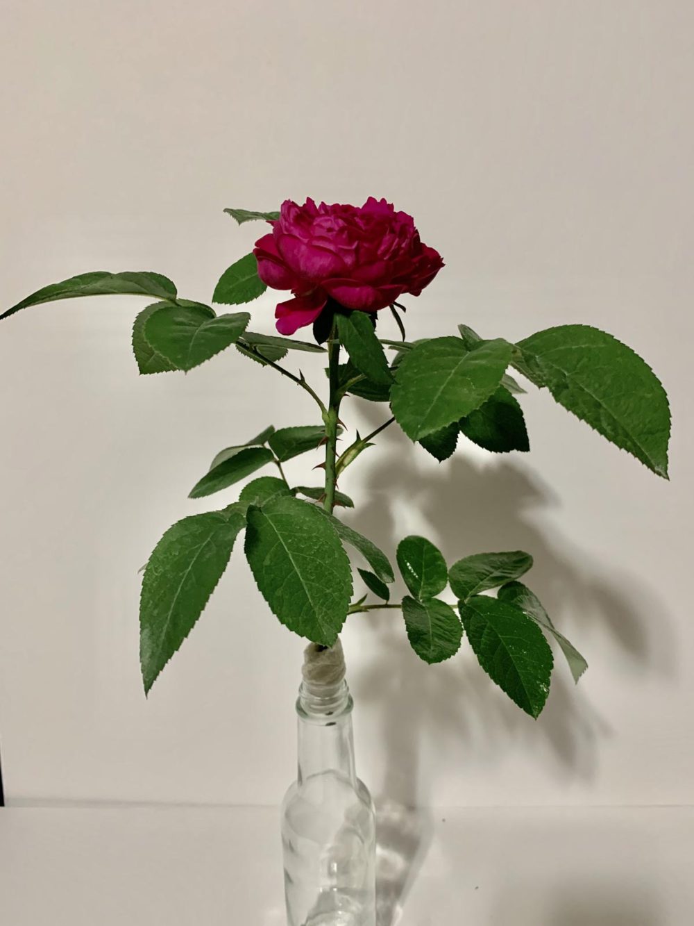 Rose de Rescht
