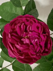 Rose de Rescht