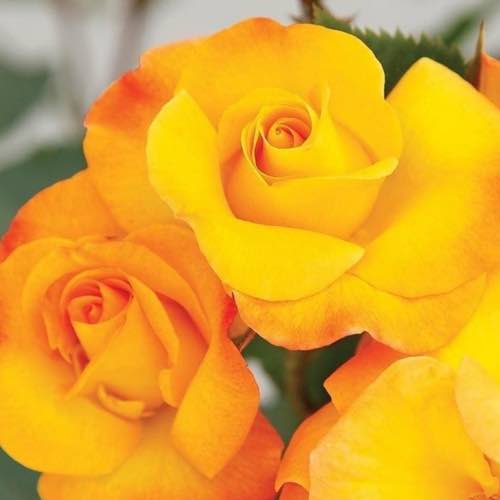 Rose: Floribunda Fiesta Veranda