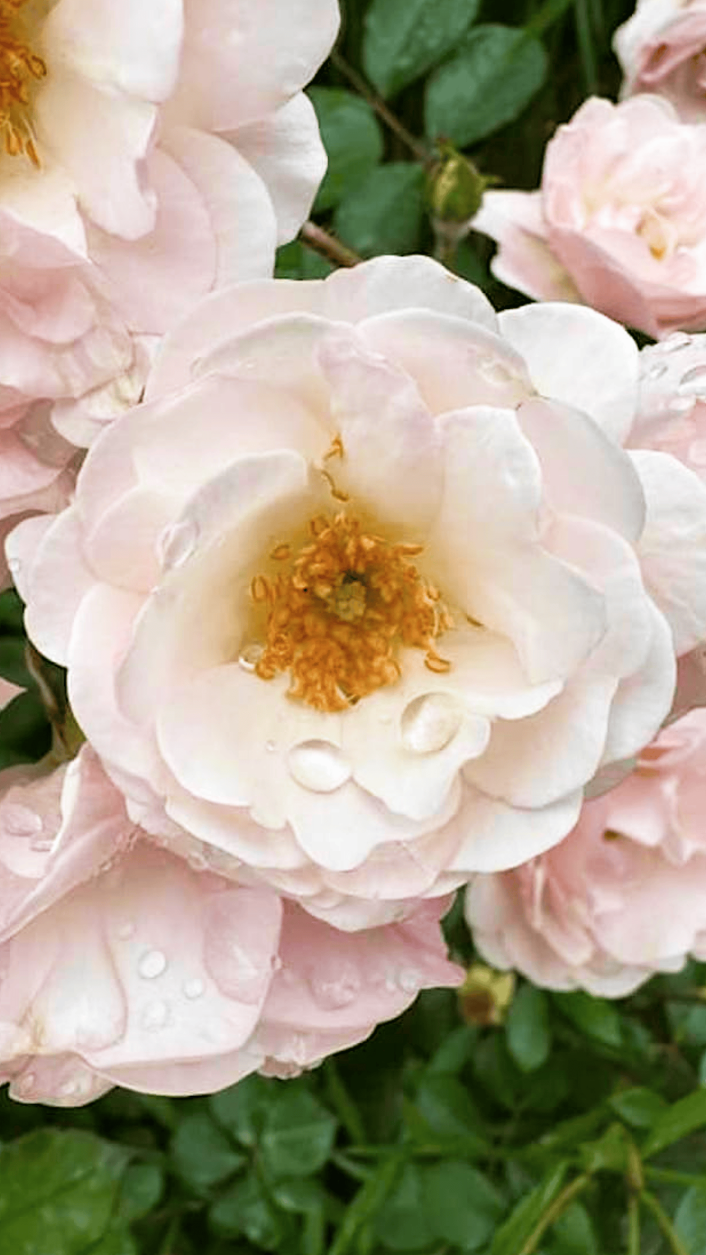 This rose: Mrs. R.M. Finch