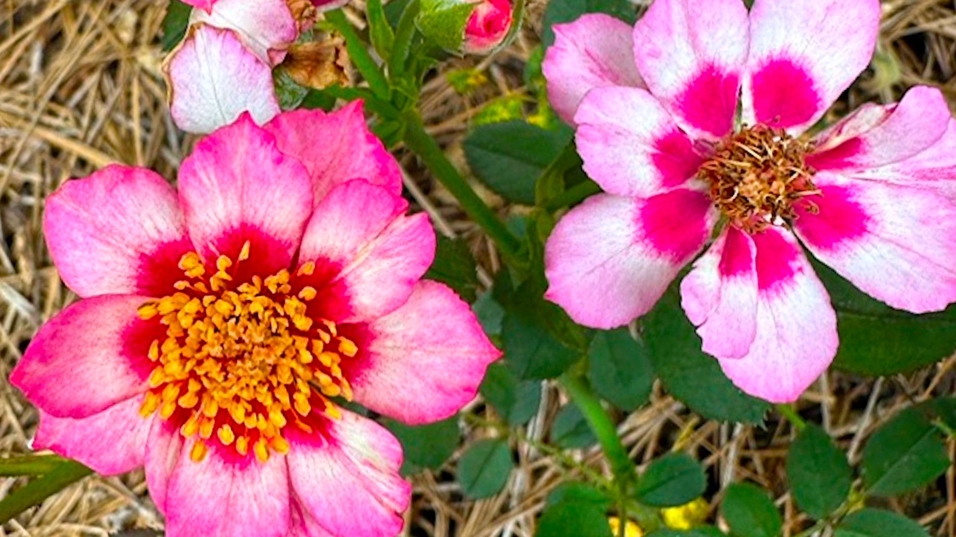 This rose: Diane Somers