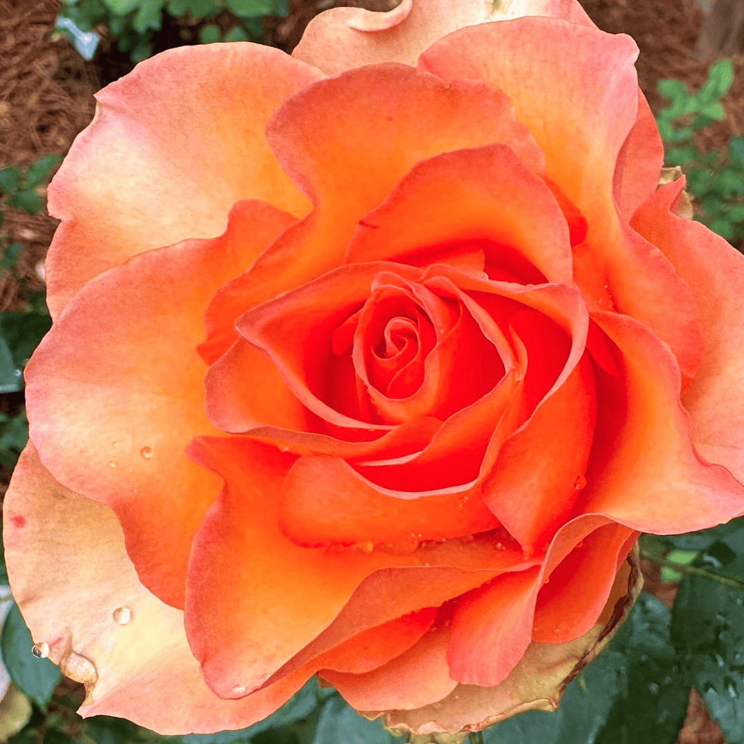 This rose: Sunstruck