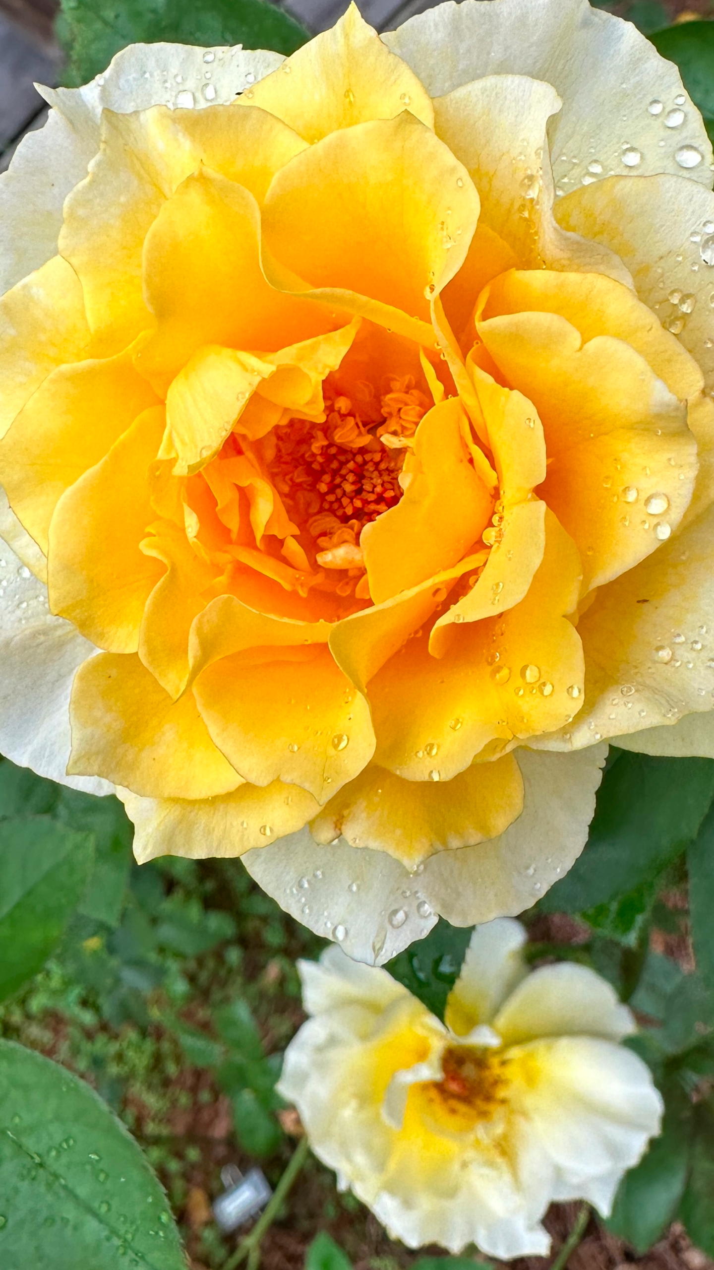 This rose: Quest for Zest