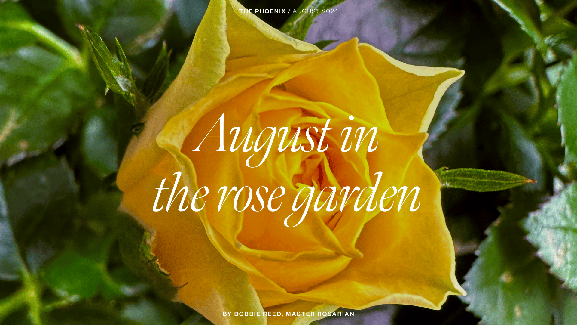 August in the rose garden by Bobbie Reed, Master Rosarian