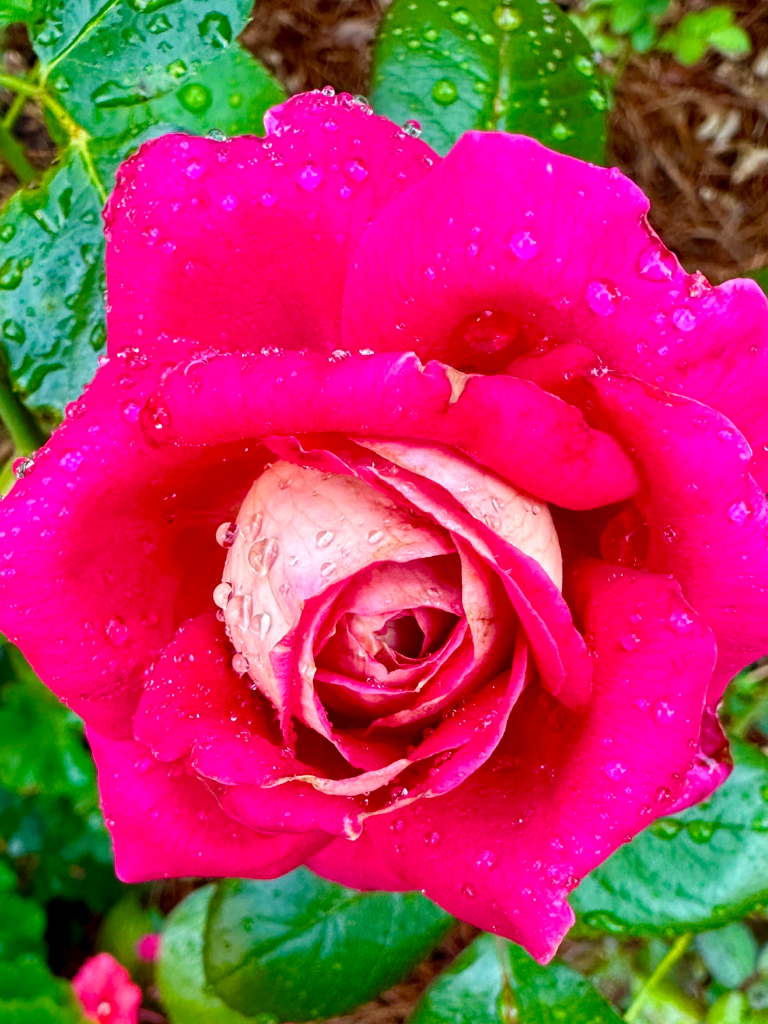 The Rose: Cherries and Champagne This rose: Cherries and Champagne
