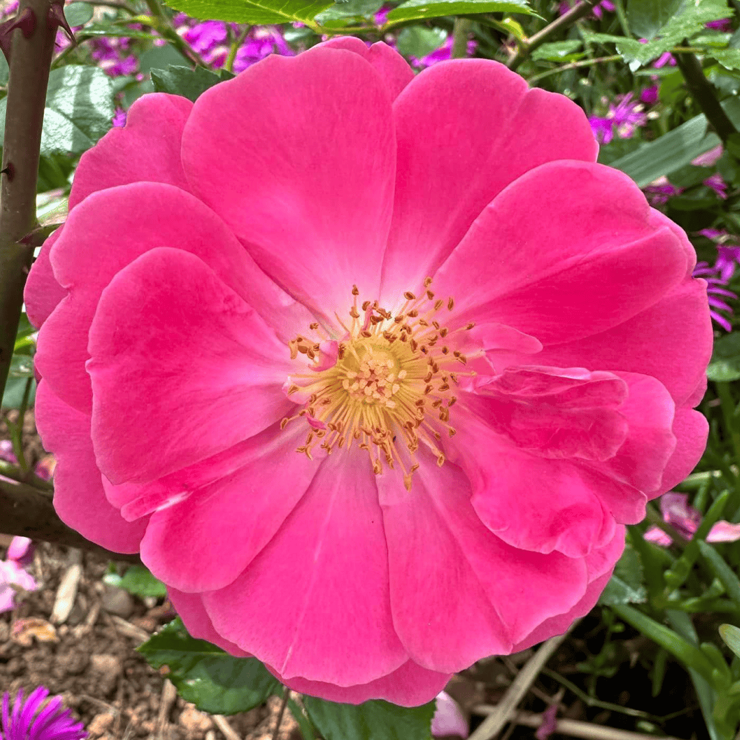 This rose: Marjory Palmer