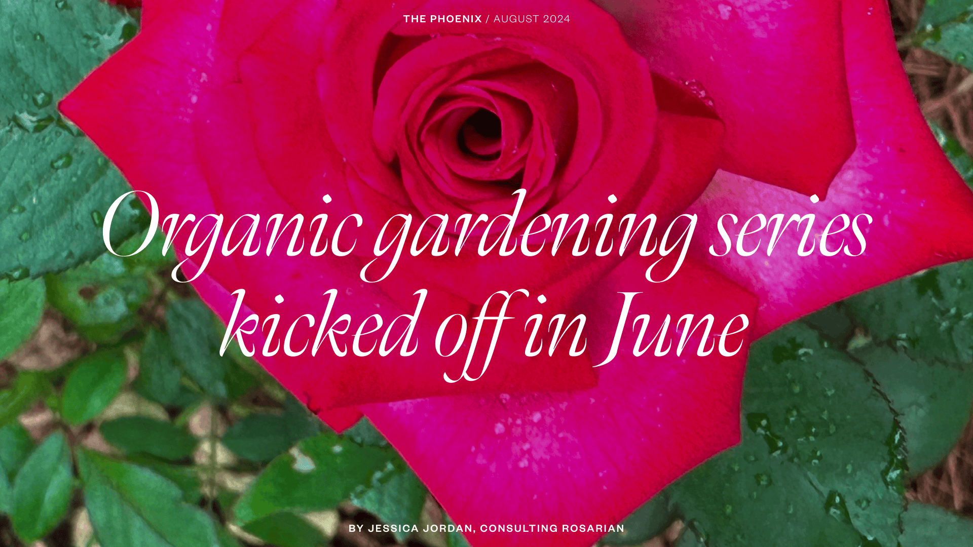 Organic gardening from the August 2024 issue of The Phoenix by Jessica Jordan, Consulting Rosarian