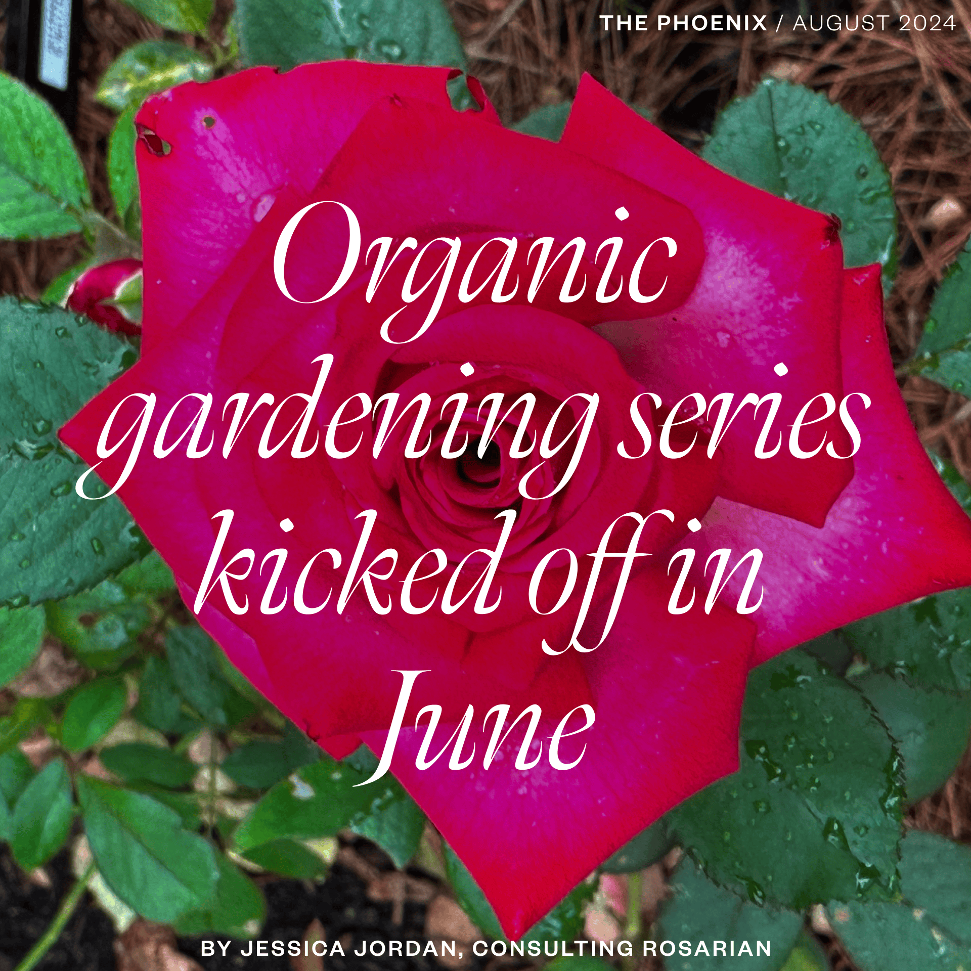 Organic gardening from the August 2024 issue of The Phoenix by Jessica Jordan, Consulting Rosarian
